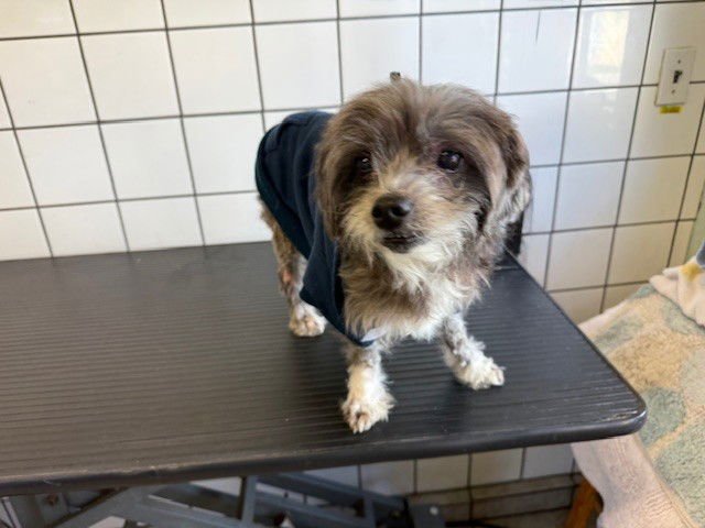 BIG MAMA - Terrier available for adoption