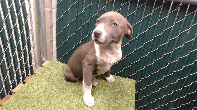 BLUEY - Pit Bull Terrier available for adoption