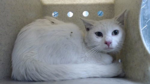 SCOTTY - Domestic Short Hair available for adoption