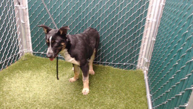 SNICKERS - German Shepherd Dog / Siberian Husky available for adoption