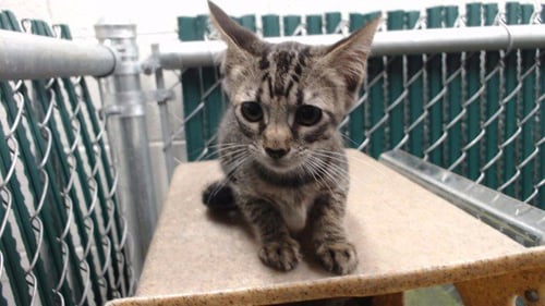 UMA - Domestic Short Hair available for adoption
