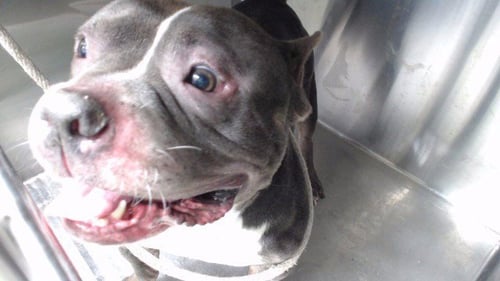 BRODY - Pit Bull Terrier available for adoption