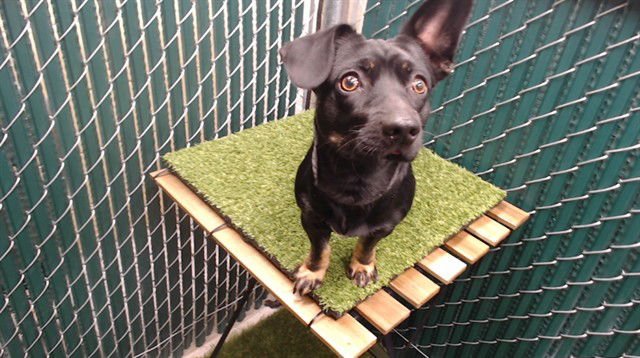 OSMOS - Terrier available for adoption