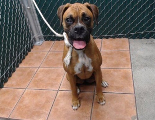 LAYLA - Boxer available for adoption