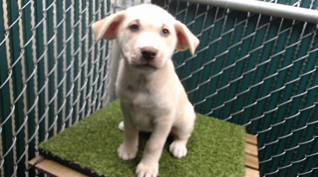 ESTELLA - Pit Bull Terrier available for adoption