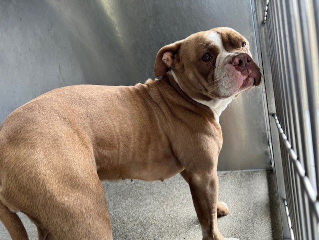 ZOEY - Pit Bull Terrier available for adoption