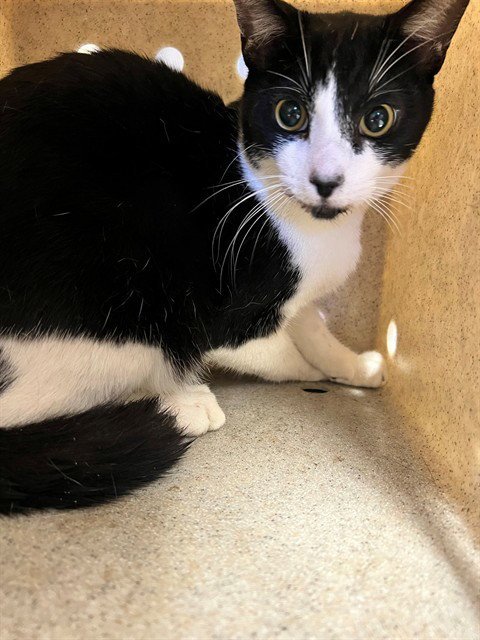 SYLVESTER - Domestic Short Hair available for adoption