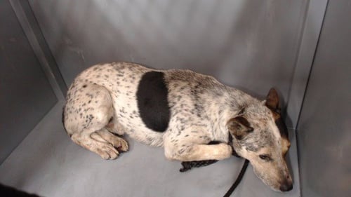 JACKIE - Australian Cattle Dog/Blue Heeler available for adoption