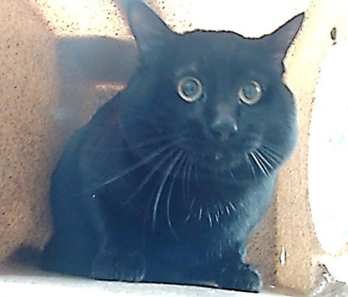 CASPER - Domestic Short Hair available for adoption