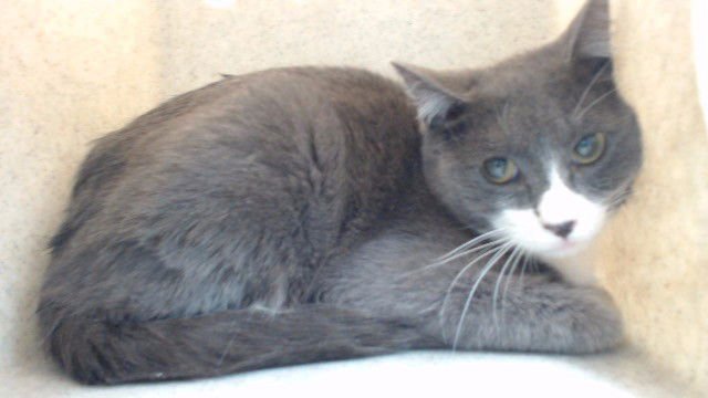 RASCAL - Domestic Short Hair available for adoption