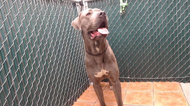 GUNNER GRAY - Mastiff available for adoption