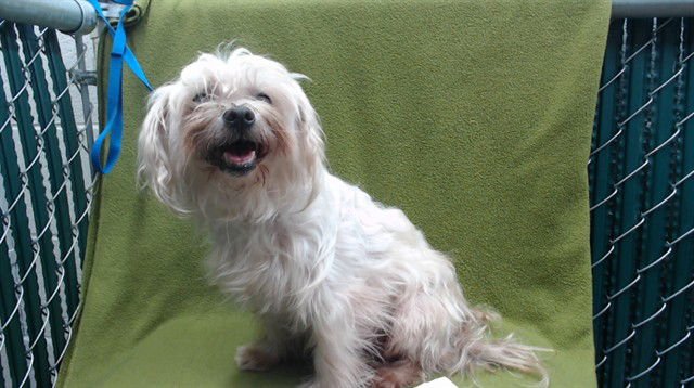 TRIXIE - Maltese available for adoption