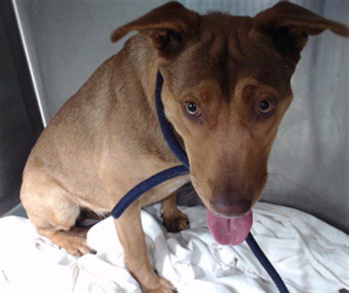 ADDIE - Pit Bull Terrier available for adoption