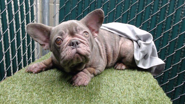 FRANNY - French Bulldog available for adoption