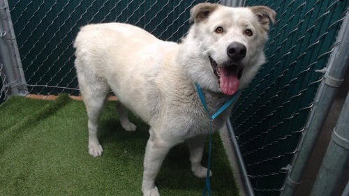 BRUCE - Siberian Husky / German Shepherd Dog available for adoption