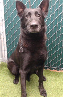 A5797098 - German Shepherd Dog available for adoption
