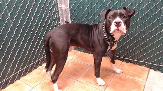 WONG - Pit Bull Terrier available for adoption