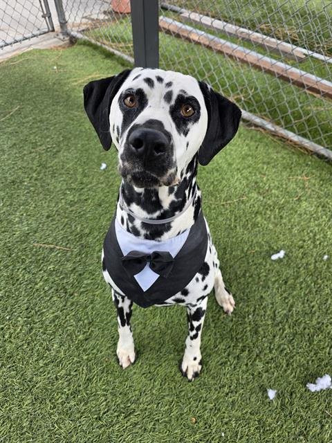DICE - Dalmatian available for adoption