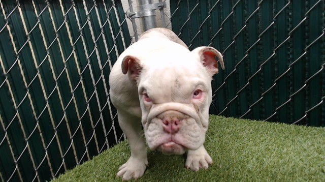 STEVIE - English Bulldog available for adoption