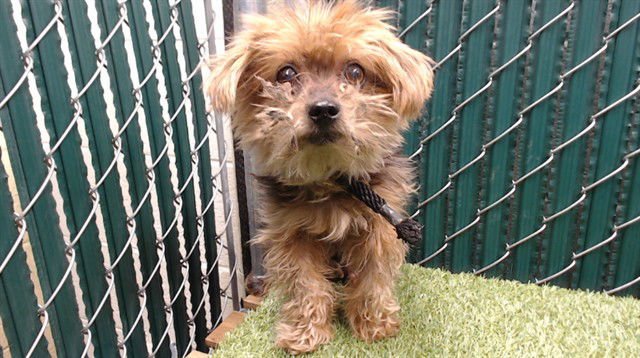 PEANUT - Terrier available for adoption