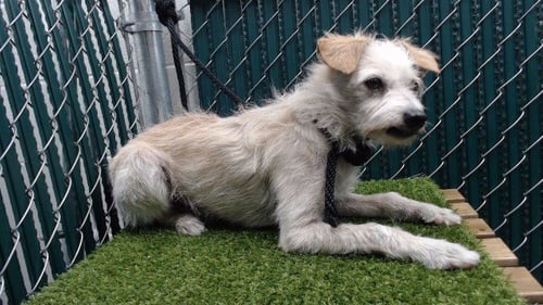 MAX - Terrier available for adoption