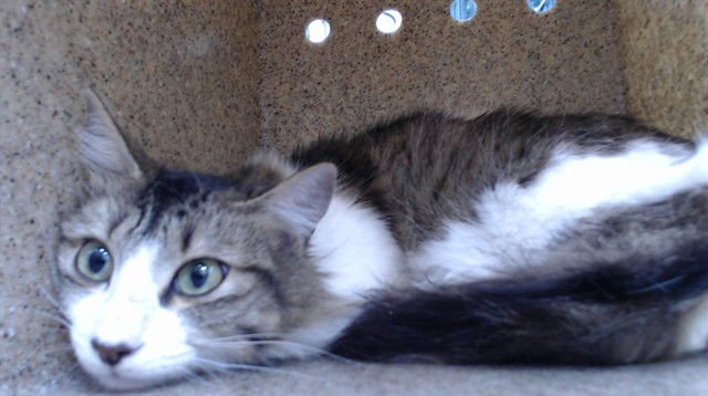 SUSHI - Domestic Short Hair available for adoption