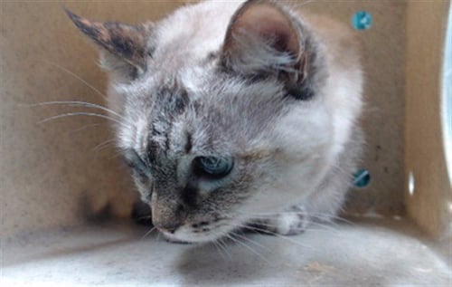 SNOWBALL - Domestic Short Hair available for adoption