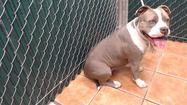 CRONA - Pit Bull Terrier available for adoption