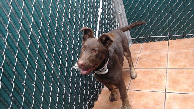 TOPO - German Shepherd Dog available for adoption