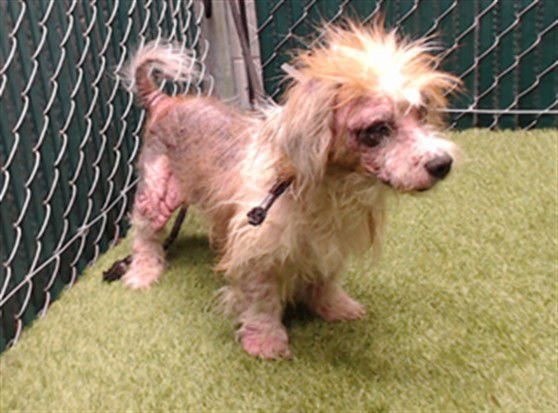 SPARKY - Maltese available for adoption