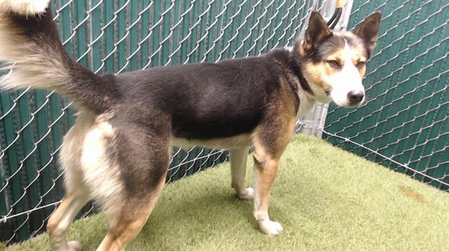 SHERIFF - German Shepherd Dog available for adoption