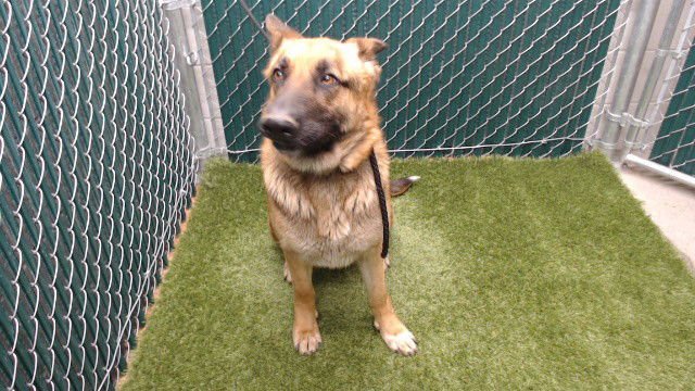 MOCHI - German Shepherd Dog available for adoption