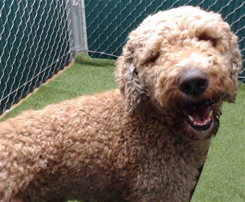 RUSSELL - Golden Retriever / Poodle (Miniature) available for adoption