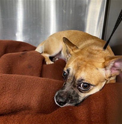 MARCELLA - Chihuahua available for adoption