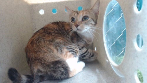 RUBY - Domestic Short Hair available for adoption
