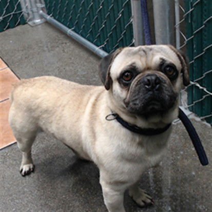 TRAVIS - Pug available for adoption