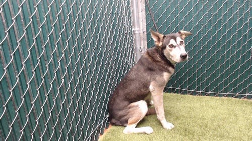 MO - Siberian Husky available for adoption