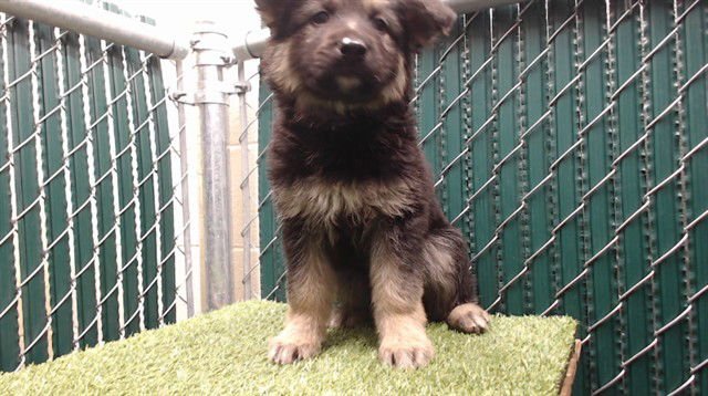 LINK - German Shepherd Dog / Siberian Husky available for adoption