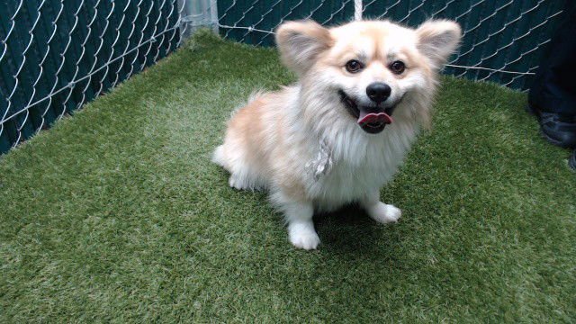 THEO - Pomeranian / Terrier available for adoption