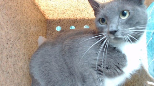 BELLA - Domestic Short Hair available for adoption