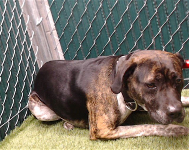 TWIX - Pit Bull Terrier available for adoption