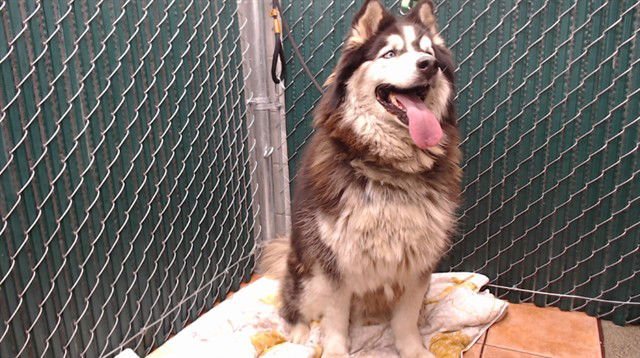 MAX - Siberian Husky available for adoption