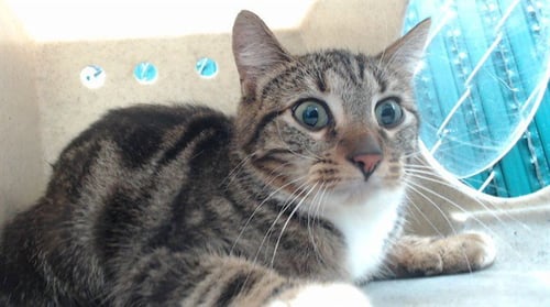 TWIX - Domestic Short Hair available for adoption