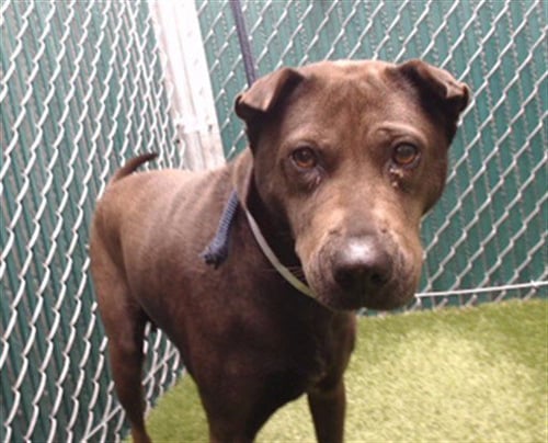 MAZIE - Chinese Shar-Pei available for adoption