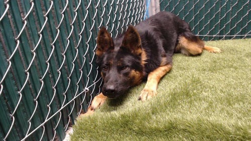 CAPITAN - German Shepherd Dog available for adoption