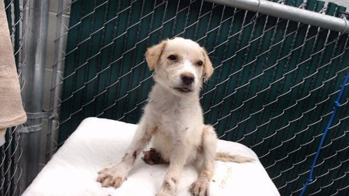 BRUNO - Terrier available for adoption