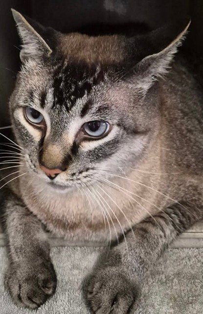 KITTY PURRY - Siamese available for adoption