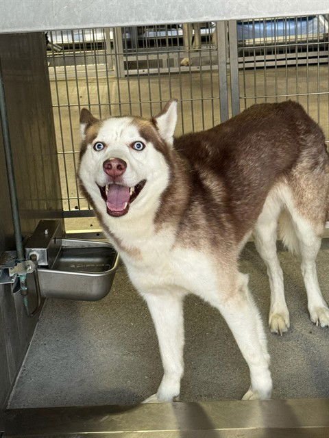 ANGUS - Siberian Husky available for adoption