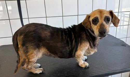 ADELINE - Beagle available for adoption