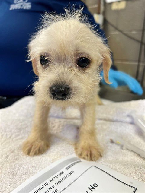 A5761896 - Terrier available for adoption